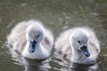 Close up of a pair of cute fluffy cygnets swimming on lake