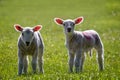 Close up of pair of cute new born lambs in field Royalty Free Stock Photo