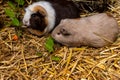 Close-up of pair domestic guinea pigs Cavia porcellus cavies on the straw Royalty Free Stock Photo