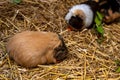 Close-up of pair domestic guinea pigs Cavia porcellus cavies on the straw