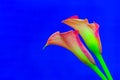 Bright two toned sensual calla lily close up against blue background Royalty Free Stock Photo