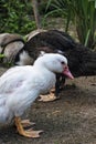 Close up of a pair of ducks scratching. Royalty Free Stock Photo