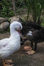 Close up of a pair of ducks scratching. Royalty Free Stock Photo