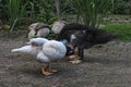 Close up of a pair of ducks scratching.