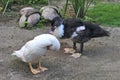 Close up of a pair of ducks scratching. Royalty Free Stock Photo