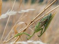 Pair of European mantis Mantis religiosa copulating on a dry grass