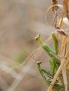 Pair of European mantis Mantis religiosa copulating on a dry grass