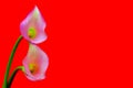 Pair of mini pink calla lillies against red background Royalty Free Stock Photo