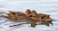 Close up of a pair of female Mallard ducks fighting on lake water