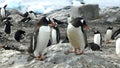 Close-up of a pair of Gentoo penguins sitting on a rock