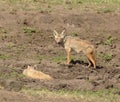 Close-up of pair of Golden Jackel