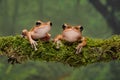 A close up pair of golden tree frogs