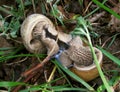 Close up pair of grape snails, making love in summer grass