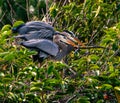 Affectionate Great Blue Herons Royalty Free Stock Photo