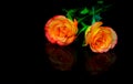 Close up of a pair of hybrid roses on reflective surface Royalty Free Stock Photo