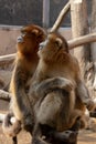 Close up a Pair of l Golden Monkey