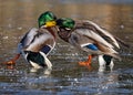 Close up of a pair of male Mallard ducks fighting and sliding on frozen lake Royalty Free Stock Photo