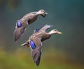 Close up of pair of Mallard ducks Royalty Free Stock Photo
