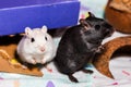 Mongolian gerbil pair Royalty Free Stock Photo