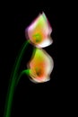 Close up of a pair of multi color calla lillies dancing or in motion 