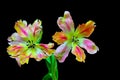 Close up of a pair of multi color lace fringed tulips against black background