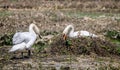Close up of a pair of Mute Swans building nest on mudflats in Poole Harbour - one sat on nest