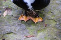 A close up of a pair of orange and black colored duck feet