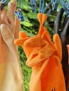 close - up of a pair of orange rubber gloves Royalty Free Stock Photo