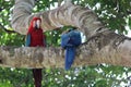 Close-up of a pair of parrots in a tree.
