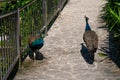 Close-up, a pair of peacocks walk along the park road