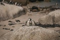 A close up of a pair penguins standing on the stone