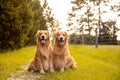 Pair of purebred golden retriever dogs at the park