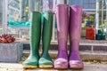 Close up of a pair of purple and green Wellington Boots Royalty Free Stock Photo