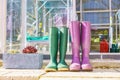 Close up of a pair of purple and green Wellington Boots