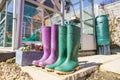 Pair of purple and green Wellington Boots Royalty Free Stock Photo