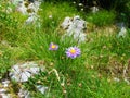 Close up of a pair of purple-pink blooming alpine aster