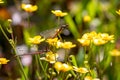 Close up of pair of red Dragon Flies, Pyrrhosoma nymphula, mating on pond