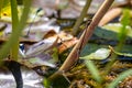 Close up of pair of red Dragon Flies, Pyrrhosoma nymphula, mating on pond