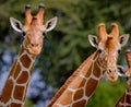 Close up of pair of reticulated giraffes in Kenya Royalty Free Stock Photo