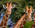 Close up of pair of reticulated giraffes in Kenya