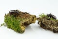 Close-up of a pair of rhinoceros beetle on wood overgrown with moss separated on a white background. Female and male
