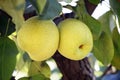 Close up of a pair of ripe pears