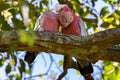 Close up of a pair of rose breasted Galah or Cockatoo perched in tree