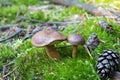 Close-up of pair of small boletuses growing on forest floor from green moss, edible mushrooms, Autumn