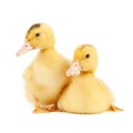 Close-up of a pair of small yellow moulard ducklings friends isolated on a white background