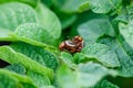 Macro shot of two funny colorado beetles