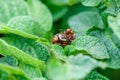 Macro shot of two funny colorado beetles