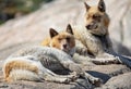Close up of pair of swhite and brown  wild sled dog in Ilulissat, Greenland Royalty Free Stock Photo