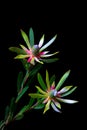 Pair of beautiful conebush flowers on dark background