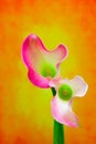 Close up of a pair of vibrant zantedeschia rubylite pink ice calla lilies